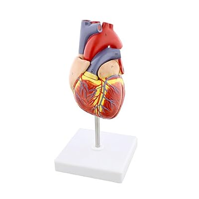 MonMed Anatomical Heart Model, Human Heart Anatomy Qatar | Ubuy