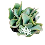 FOLIAGEMS Live Succulent Plants from USKC (2" Pot Crassula Arborescens Undulatifolia)
