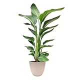 I GIARDINI DI GIULIA