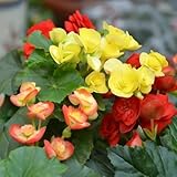 100+ Begonia Flower Seeds for Planting, Perennial Mixed Color Begonia Seed, Non-GMO Heirloom Begonia Flower Seeds for Bonsai Decoration, Home Garden