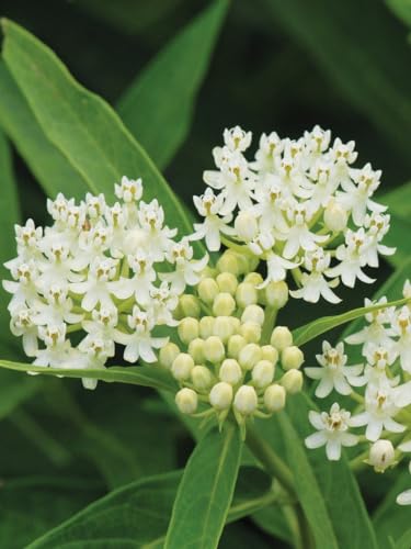 Ice Ballet Swamp Milkweed Butterfly Weed Asclepias incarnata Premium Seeds for Planting Packet Monarch