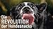 Hunde Smoothie SmoothieDog 6er Immunio (Rind) - Flüssiges Hundeleckerli - Zucker- & glutenfrei - je 250ml
