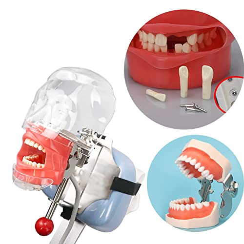 YOUYA DENTAL TM-021 Dentaire Typodont Dentaire Complètement Détachable, Outils d'Enseignement Typodont Articulé Dents Anatomie Modèle 28 Dents Amovibles, Avec Petit Tournevis – vue 7