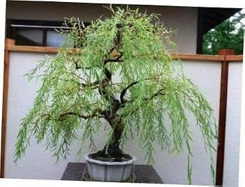 Bonsai Tree Soil All Purpose Blend - CZ Grain Brand 100% Organic All Natural Great for Fast Growing Bonsai Trees (2 Quarts One 11 Inch Bonsai Pot) Pot Not Included
