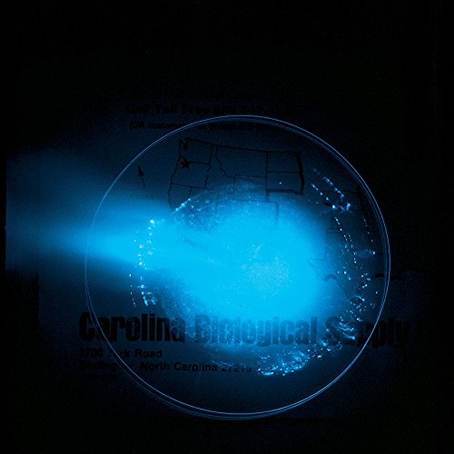 Sea Firefly (Cypridina hilgendorfii), 500 mg