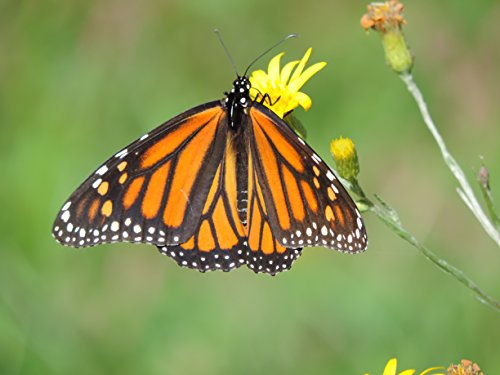 Monarch Habitat Seed Mix (Mix SS-MH1), Seed Packet, True Native Seed (Southeastern US) Monarch Habitat Seed Mix (Mix SS-MH1), Seed Packet, True Native Seed (Southeastern US)
