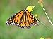 Monarch Habitat Seed Mix For Southern States, 500 Certified Pure Live Seed
