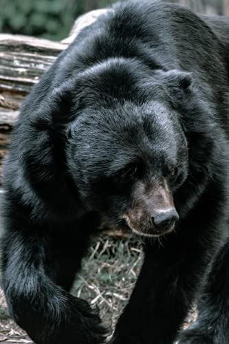 Black Bear Power Animal Lined Notebook - Journal for Transformation, Rebirth, & Renewal