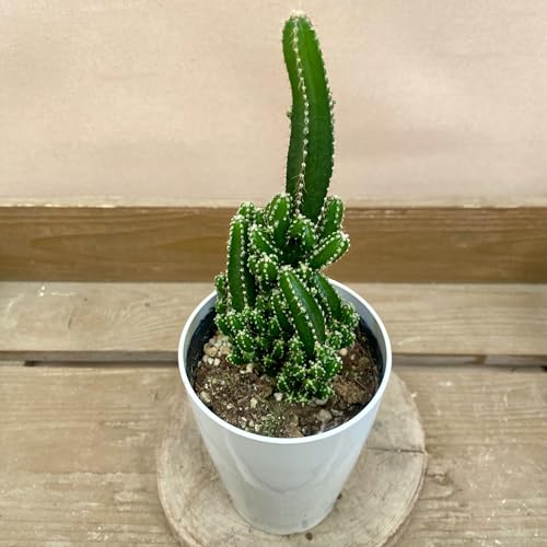 �d���g�T�{�e�� �Z���E�X �y�����B�A�i�X