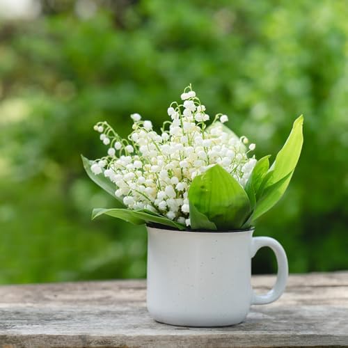 bulbos de lirio de los valles - perennes resistentes exóticas balcon cubre el suelo 8pcs