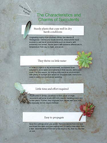 Container Succulents: Creative Ideas For Beginners #TOP5