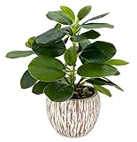FLRLIVING Artificial Potted Plants Life-Like Fake Plant with Farmhouse-Style Cement Planter Feturing Light Wood Tone for Room Bathroom Bedroom Kitchen Office Dese Coffee Table Décor (9inch)