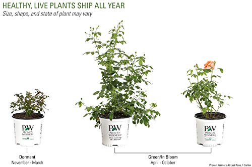 At Last Rose (Rosa) Live Shrub, Orange Flowers, 1 Gallon