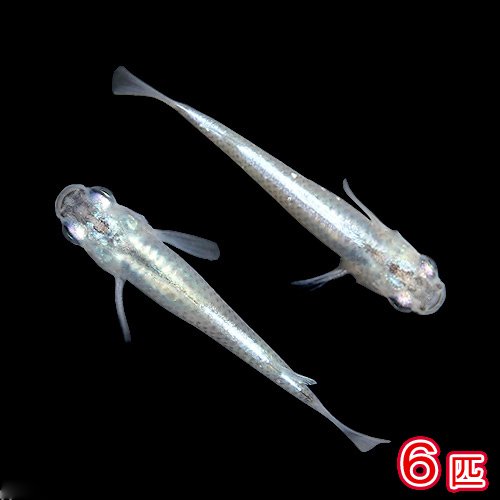 (めだか)幹之メダカ/みゆきめだか(6匹) 本州・四国限定[生体]