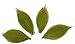 RATREE 888 100 Pcs 4-5 Inch Olive Green Skeleton Leaves Rubber Tree Natural Scrapbook Craft Card DIY Craft Using for Crafts, Bouquets, Scrapbooks, Decorations, Greeting Cards, Wedding Gifts