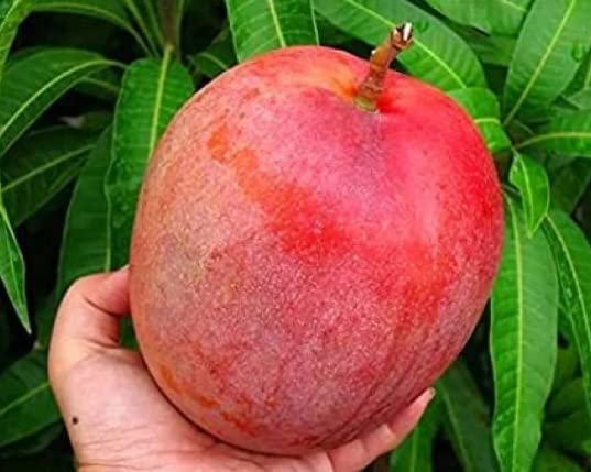 See full amazon price history chart for ShopGreen Original Miyazaki Mango Grafted Healthy Live plant,Pack of 1 ShopGreen Original Miyazaki Mango Grafted Healthy Live plant,Pack of 1 (B0BZZ42HRY) Amazon Price History, Amazon Price Tracker