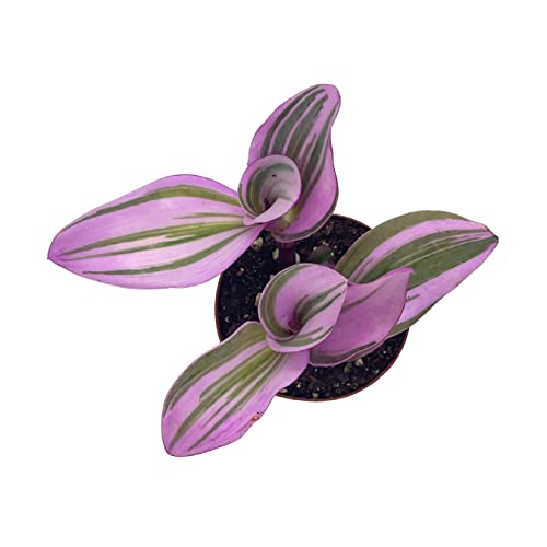 Pink Tradescantia Nanouk, Variegated Wandering Jew, Rare 2 Inch Tiny Mini Pixie Plant #TOP3