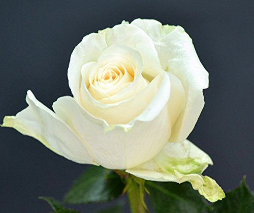 50 Mother's Day Farm Fresh White Roses Bouquet By Justfreshroses | Long Stem Fresh White Rose Delivery | Farm Fresh Flowers #TOP2