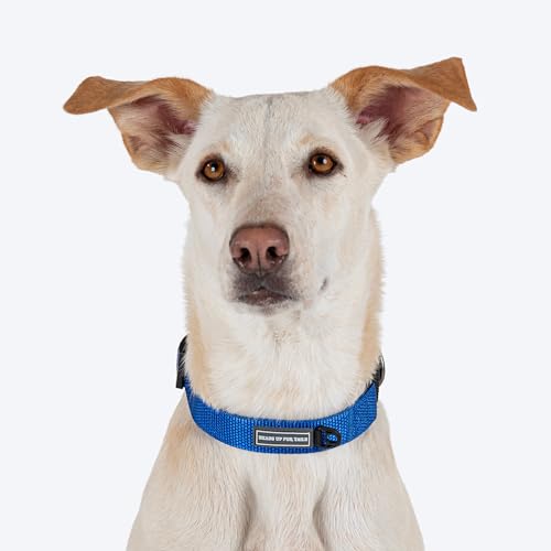 Image of HUFT Martingale Collar - Cobalt Blue & Classic Black (M) | Stylish Adjustable Dog Belt for Puppies, Small & Medium Dogs | Durable Neck Collar for Walking, Training & Everyday Use