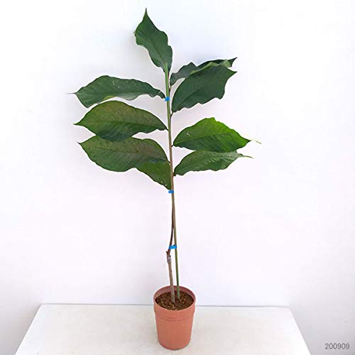 Amazon.co.jp: ポポー：宝珠（ホウジュ）接木苗5号ポット[国内で育種