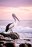 pelican 100x kayak review  Pelican Notebook  100+ Lined Page Journal
