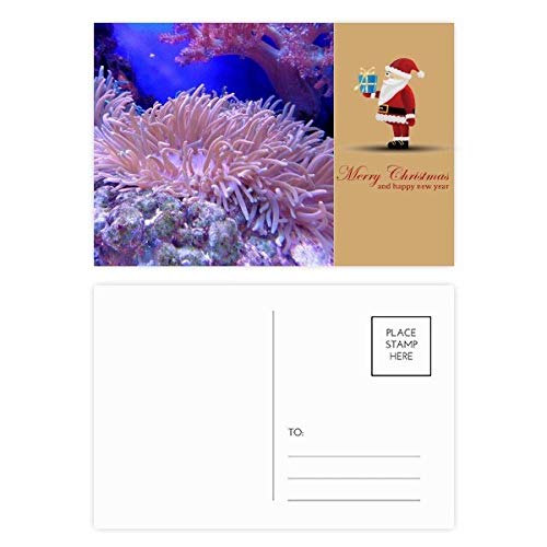 Cartes postales Père Noël Ocean Corail Science Nature de correspondance pour collectionneur de vœux