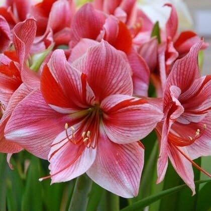 Cloud Farm Double Petal Amaryllis Lily - Hippeastrum Lilly Bulb (Pack Of 1 Bulb),CF_71-picture-11