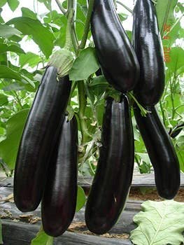 Golden Hills Farm Hybrid Vankaya/Sannvankaya Seeds - Brinjal Seeds High Yield 500+ seeds (B095SR1TTN) Amazon Price History, Amazon Price Tracker