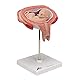 3B Scientific Menschliche Anatomie - Fetus, 5. Monat, Rückenlage + kostenlose Anatomie App - 3B Smart Anatomy, 5th Month, L10/6