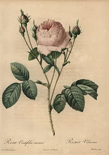 Tableau rose Rosa Centifolia Carnea affiche decoration murale toile grand format 60x90