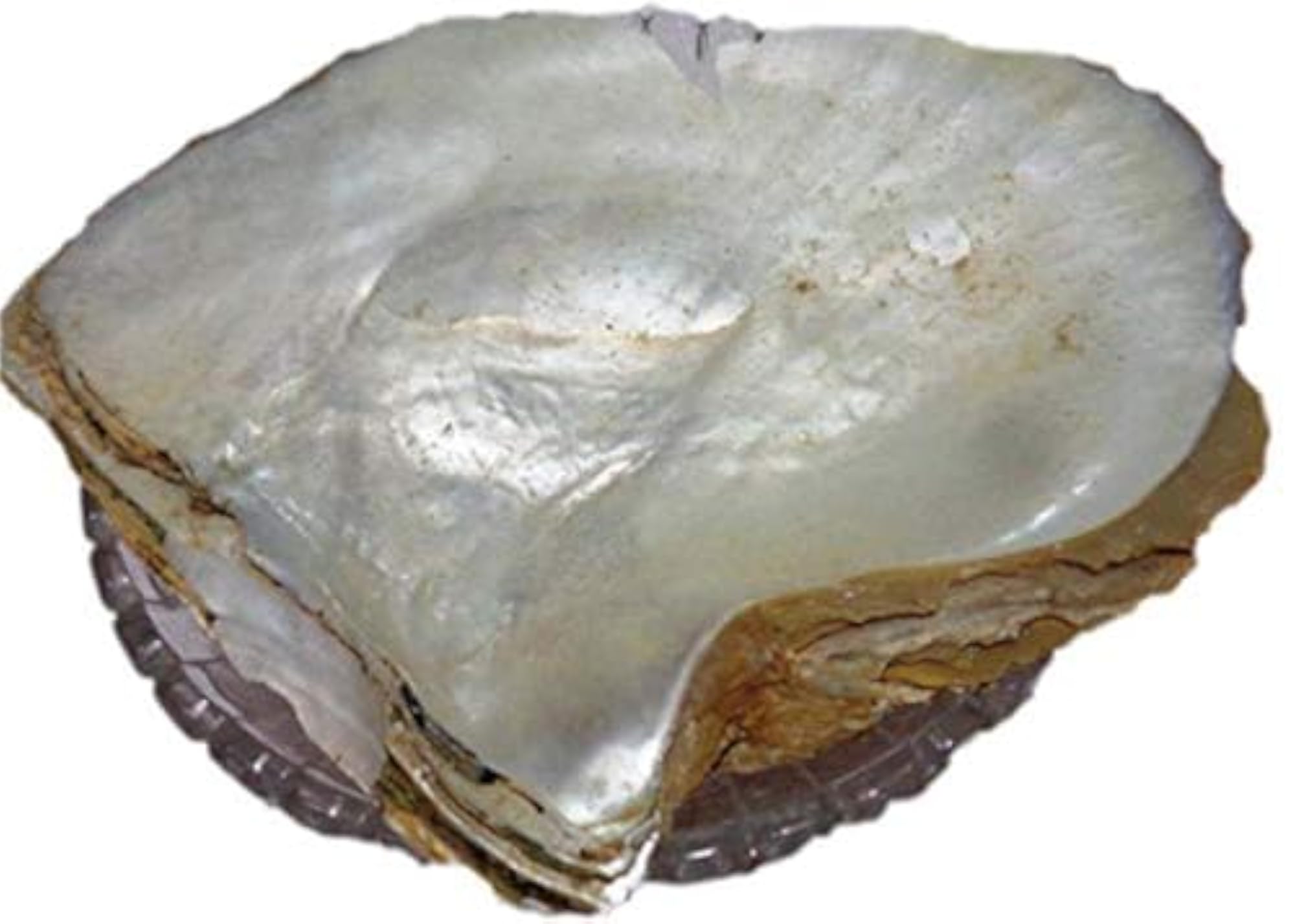 Seep Moti Asli - Herbal Medicine