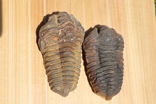 Image of 2PCS Calymene Trilobites Flexicalymene Ordovician Fossil for Kids Trilobite Fossil Trilobites A11