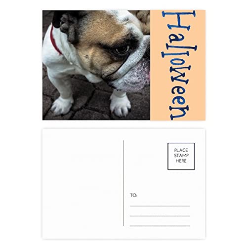Cartes postales remerciement bouledogue pour invités de fête