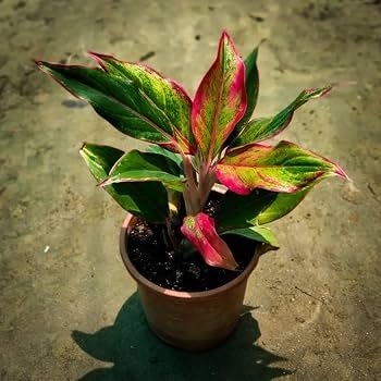 Live Nature Red Lipstic Plant, Multistem Plant Bushy, Verry Beautiful Red Leaf, Air-purifying indoor plant, Easy Care Indoor Ornamental Plant, Without Pot (Pack Of 1) ZP_3-image-42
