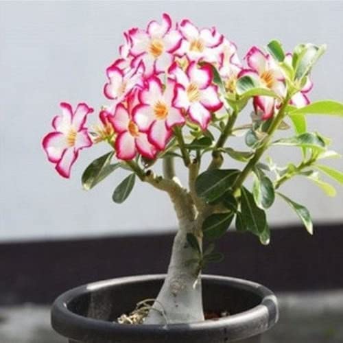 The Entacloo Adenium Plant (KJ002)
