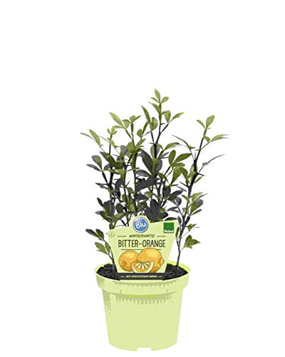  PIANTA DI AGRUMI PONCIRUS TRIFOLIATA BIO SU VASO CM 12