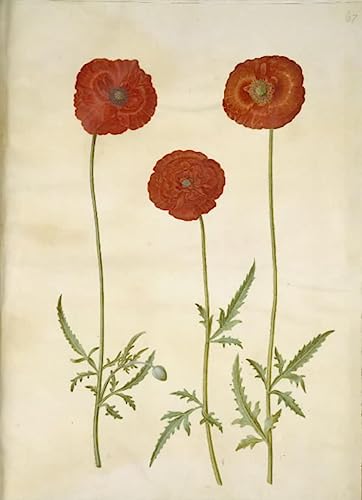 Affiche Toile Papaver Rhoeas Holtzbecker 60x90cm Impression Art