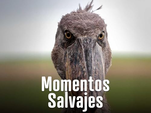 Momentos Salvajes
