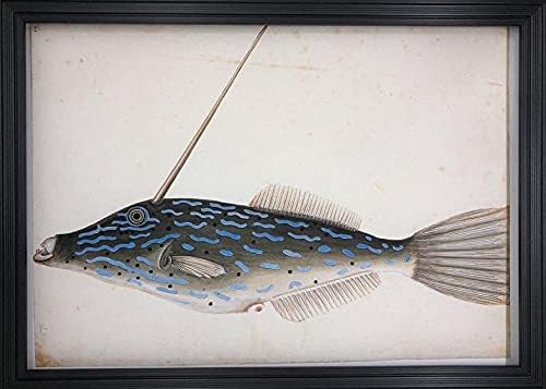 Amazon.co.jp マーク・ケイツビー ソウシハギ A4 ポスター 輸送用 額付き ホビー おもちゃ 名画 絵画 グッズ インテリア