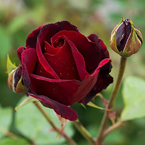Mphmi Plants Maroon Rose Plant- Flowering Plants Flowers Garden Live Plant Nursery Indoor Outdoor Living Plants (B095GV9L1Y) Amazon Price History, Amazon Price Tracker