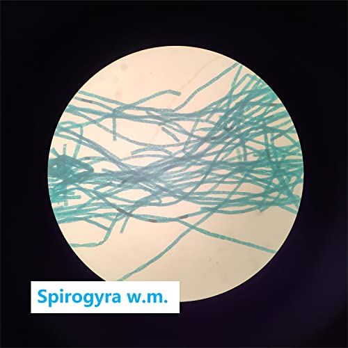 Image of Prepared Microscope Slides Set for Apologia Biology, Pack of 16pcs Specimens Specifically for Biology Course (Apologia Slides)