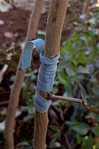 Caoutchouc élastique pour greffer des Arbres et des Plantes 240x6mm 5kg