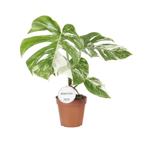 Monstera Deliciosa Variegata - 35-45cm - Ø15cm - Planta de interior - Hojas perennes