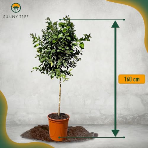 Sunny Tree - Citronnier - Citrus Lemon - Hauteur 150 cm - Arbre fruitier - Citrus Tree - A+ – vue 2