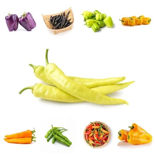 semi di ortaggi piante medicinali vecchie varietà semi biologici peperone da spuntino orto piante erbacee bonsai balcone semi esotici ortaggi 100pcs