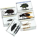collection insectes national geographic Insectes conservés : ces spécimens sont de petite taille et faciles à conserver et à exposer
