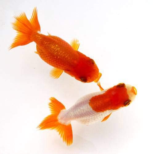 Amazon | （国産金魚）宇野系らんちゅう（1匹） | charm(チャーム 