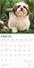 Shih Tzu Puppies | 2026 12 x 24 Inch (Hanging) Monthly Square Wall Calendar | Plastic-Free | BrownTrout | Animal Small Dog Breed Puppy