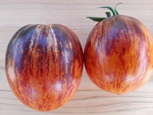 GHINO DI TACCO Tomate GARGAMEL