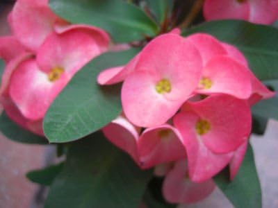 Amazon 花キリン 大輪種 八福神 2品種植え 7号 希少品 花 Amazon 花キリン 大輪種 八福神 2品種植え 7号 希少品 花